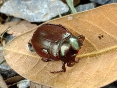 Anomala antiqua