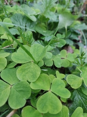 Oxalis grandis