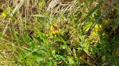 Ophrys sicula