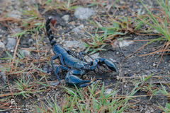 Heterometrus spinifer