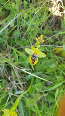 Ophrys sicula