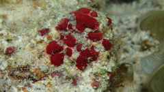 Homotrema rubrum