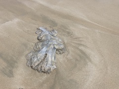 Rhopilema hispidum