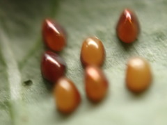 Acanthocoris sordidus