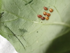 Acanthocoris sordidus