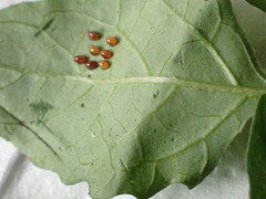 Acanthocoris sordidus