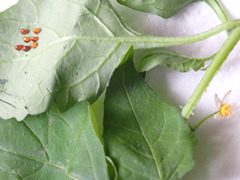 Acanthocoris sordidus