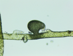 Vaucheria pseudaversa