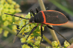 Largus cinctus