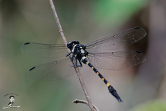 Macrogomphus