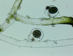 Vaucheria pseudaversa