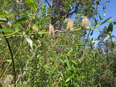 Salix boothii
