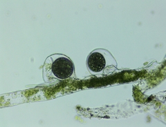 Vaucheria pseudaversa