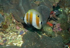 Coradion chrysozonus