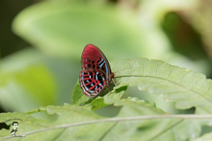 Paralaxita damajanti