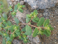Euphorbia humifusa