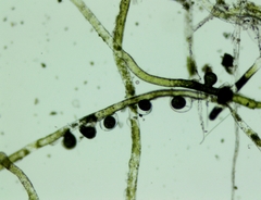 Vaucheria pseudaversa