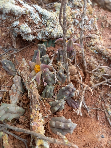 Ceropegia geminata