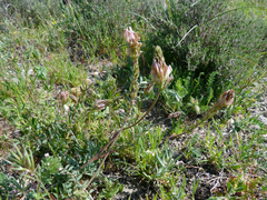 Onobrychis humilis matritensis