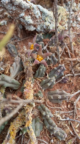 Ceropegia geminata
