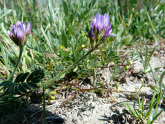 Astragalus stella