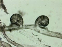 Vaucheria pseudaversa