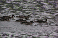 Speculanas specularis