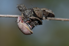 Hotea curculionoides