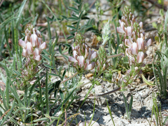 Onobrychis humilis matritensis