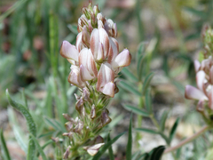 Onobrychis humilis matritensis