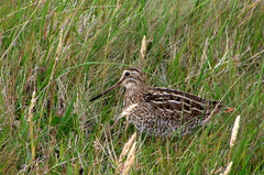 Gallinago magellanica