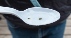 Lophopanopeus bellus