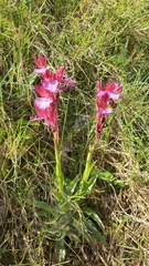 Anacamptis papilionacea aegaea
