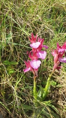 Anacamptis papilionacea aegaea
