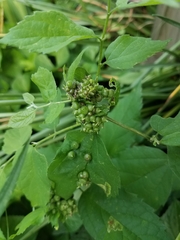 Celticecis celtiphyllia