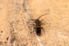 Orchesella bifasciata
