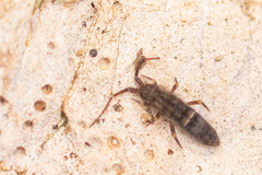 Orchesella bifasciata