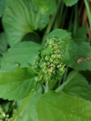 Celticecis celtiphyllia