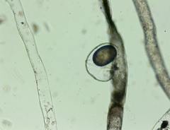 Vaucheria pseudaversa