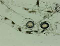 Vaucheria pseudaversa