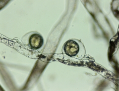 Vaucheria pseudaversa