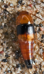 Tachyporus obtusus