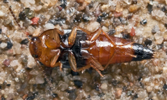 Tachyporus obtusus