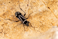 Ragliodes delineatus