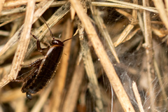 Loboptera