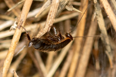 Loboptera