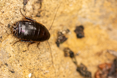 Loboptera