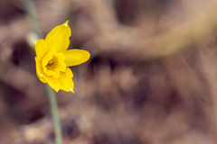 Narcissus assoanus