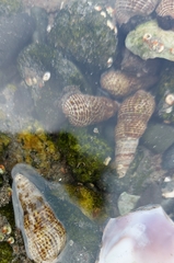 Batillaria attramentaria