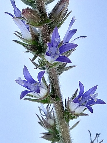Wahlenbergia napiformis image